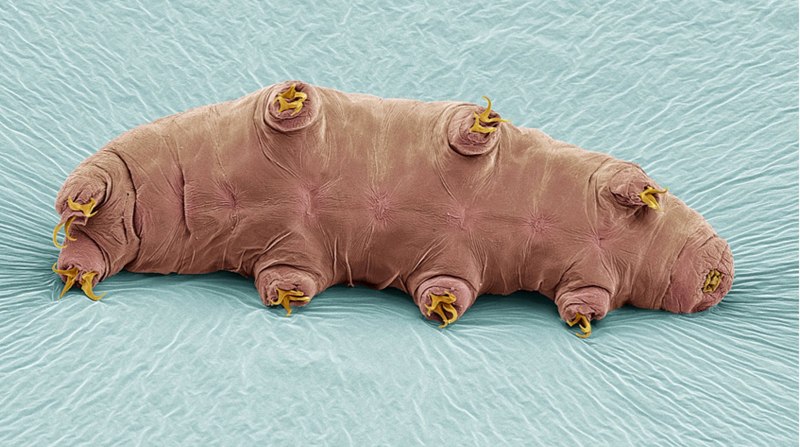 Тихоходка (Tardigrada)