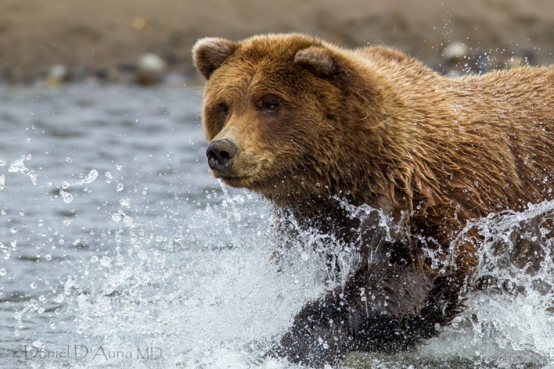 Водный медведь тихоходка
