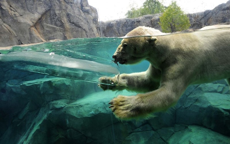 Животные водяной медведь
