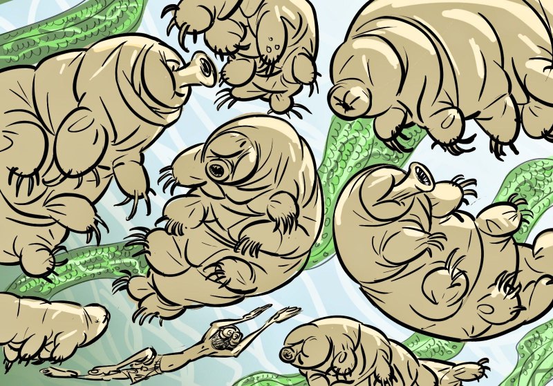 Тихоходка (Tardigrada)