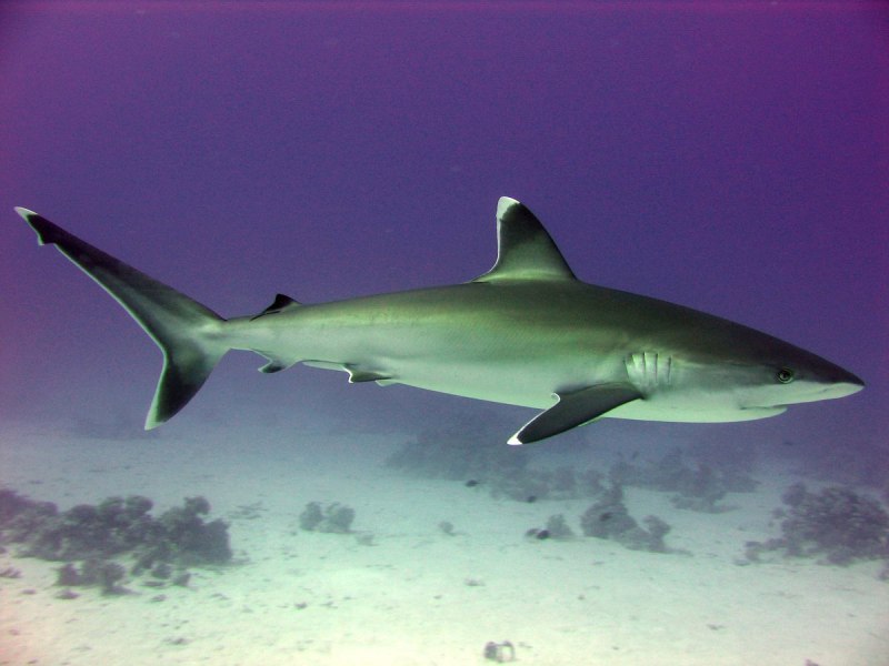 Белоперая рифовая акула (70 фото)