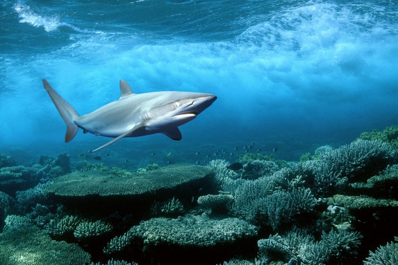Carcharhinus acronotus