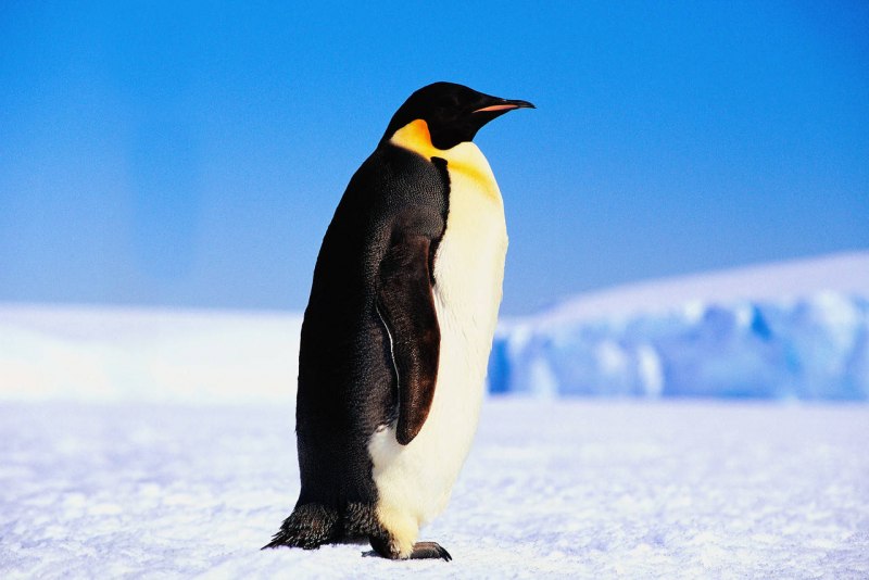 Императорский пингвин (68 фото)