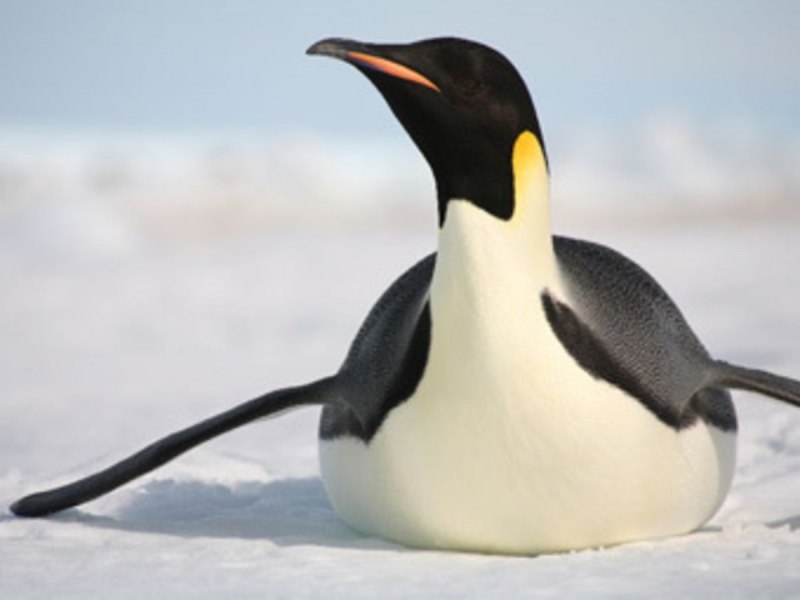 Aptenodytes forsteri