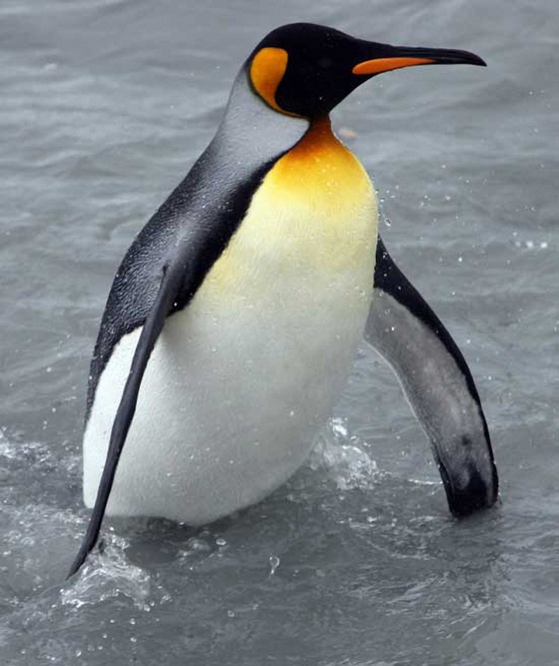 Paul Nicklen фотограф