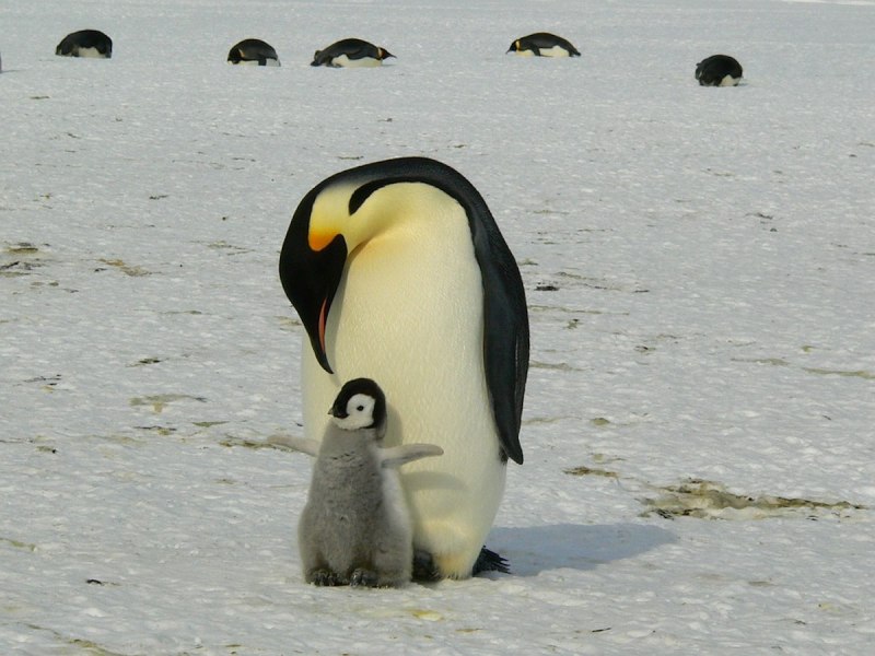 Королевский Пингвин самец