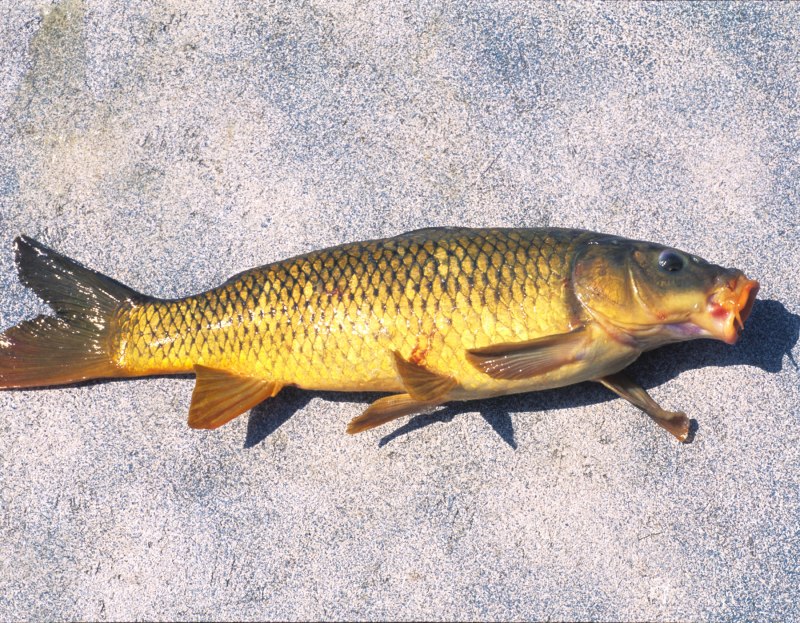 Карп (Cyprinus Carpio)