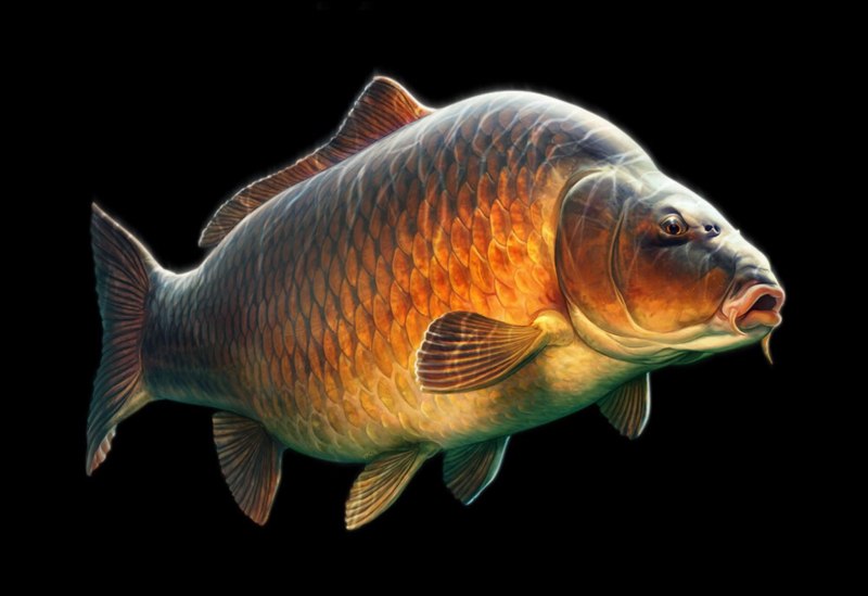 Сазан (Cyprinus Carpio)