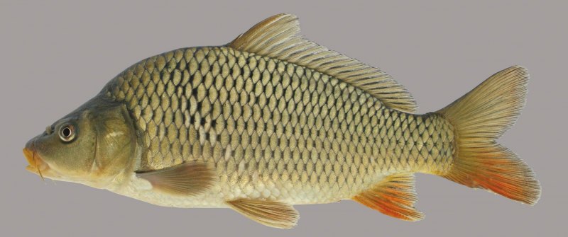 Карась золотой Carassius Carassius
