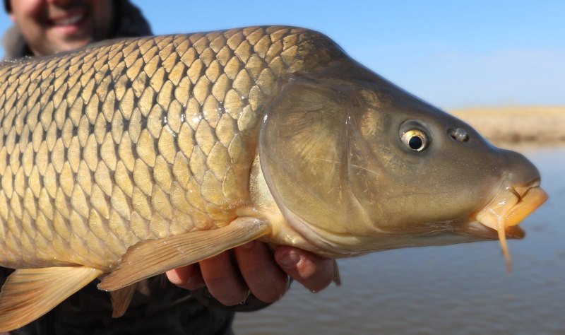 Cyprinus Carpio Koi