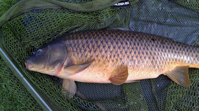 Сазан (= Карп обыкновенный) – Cyprinus Carpio