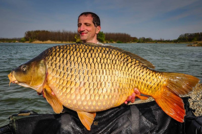 Карп обыкновенный – Cyprinus Carpio