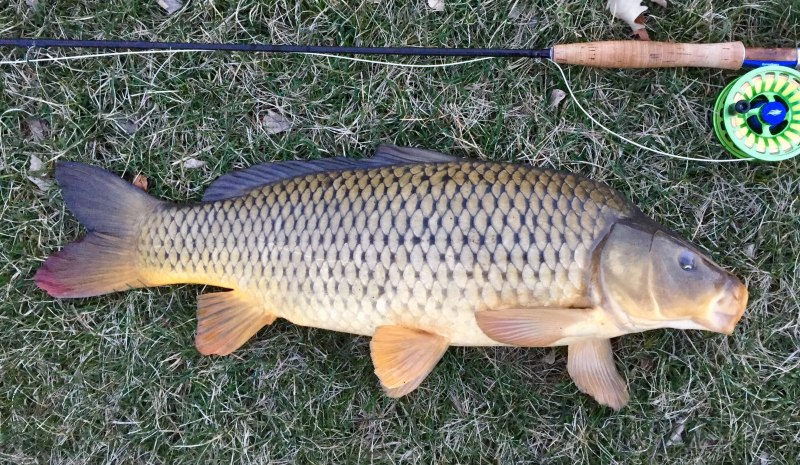 Карп (Cyprinus Carpio)