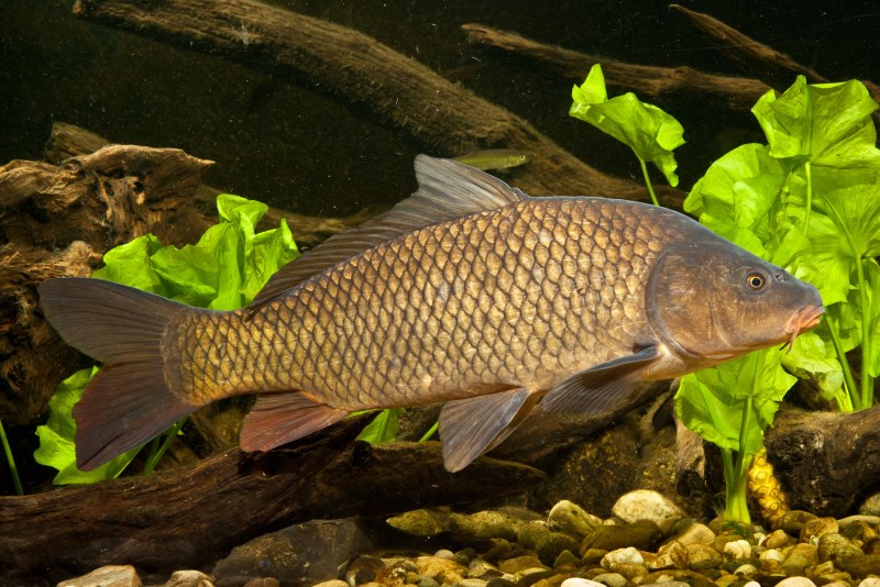 Карп (Cyprinus Carpio)