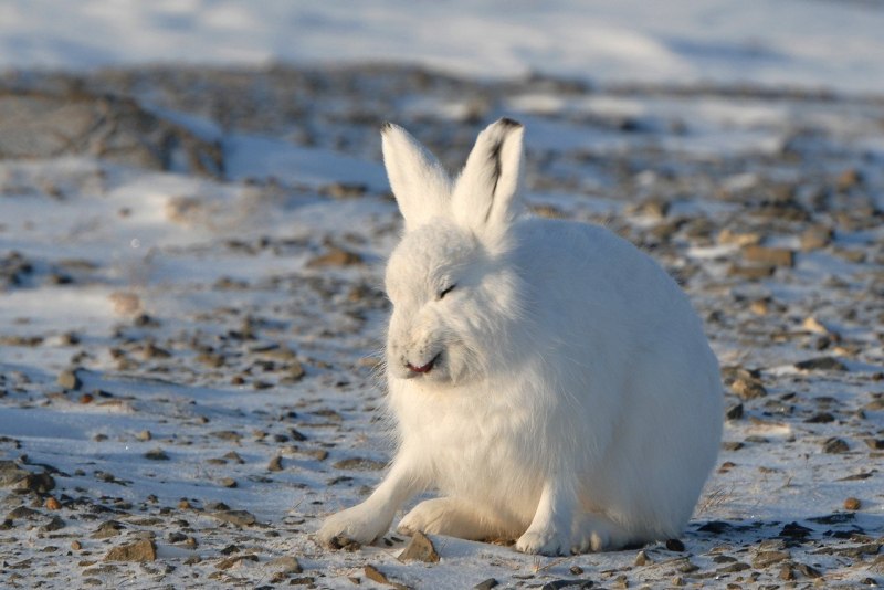 Заяц-Беляк Lepus timidus