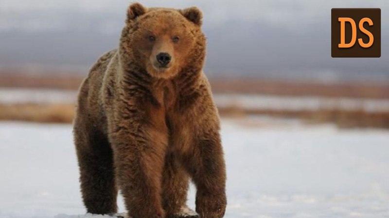 Бурый медведь Михайло Потапыч