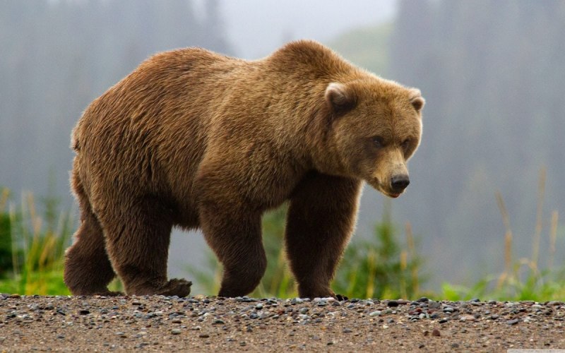 Бурый медведь дальнего Востока
