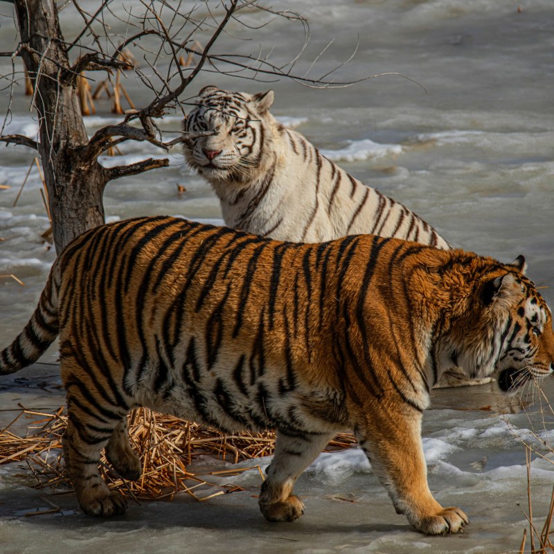 Амурский тигр лапа