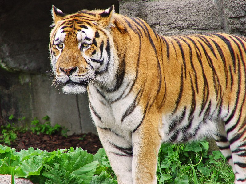 Индокитайский тигр (Panthera Tigris corbetti)