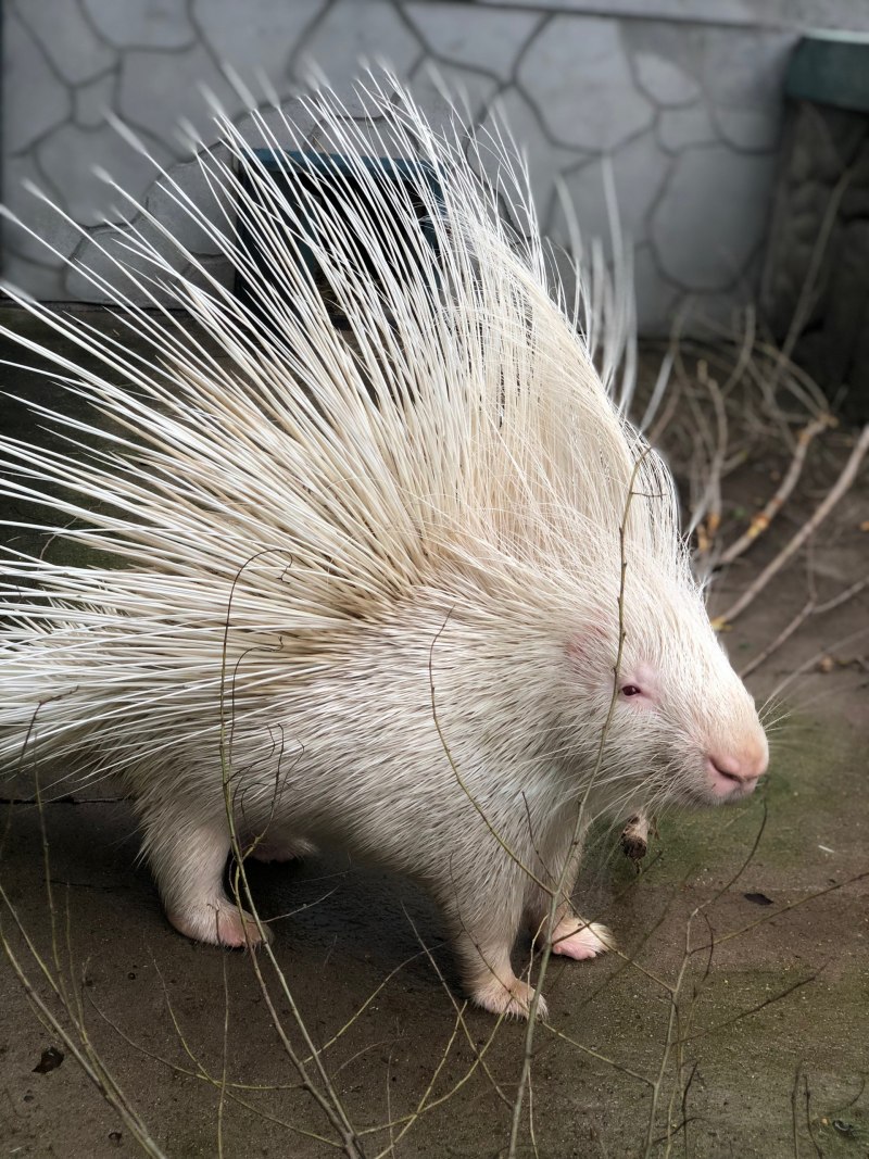 Paraguayan hairy Dwarf Porcupine