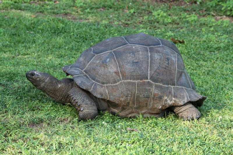 92. Giant Tortoise