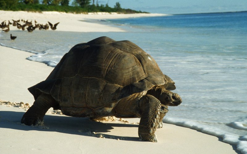 Tortoise в реальной жизни