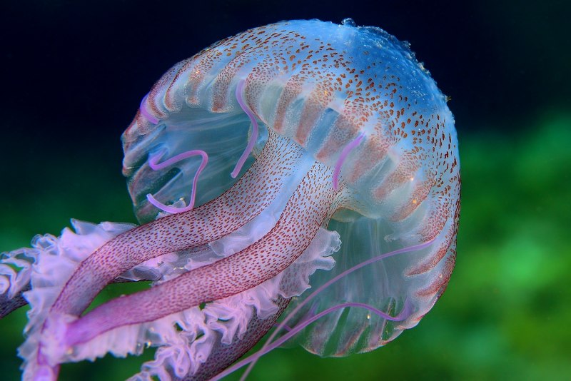 Медуза пелагия (63 фото)