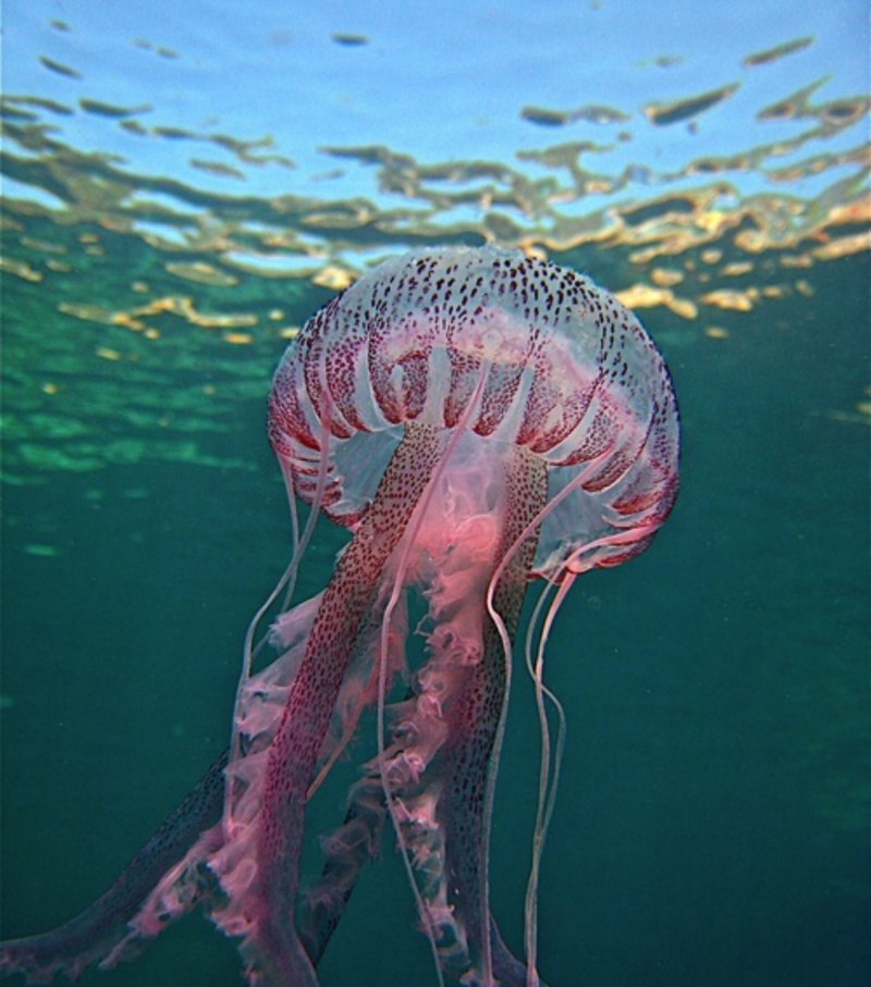 Пелагия ночесветка (Pelagia Noctiluca)