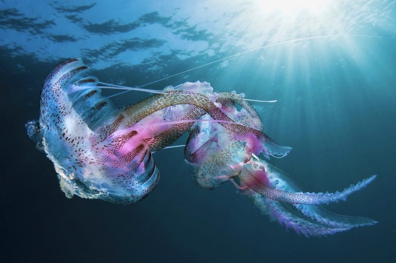 Медуза пелагия (Pelagia Noctiluca