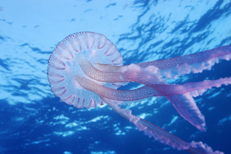 Пелагия ночесветка (Pelagia Noctiluca)