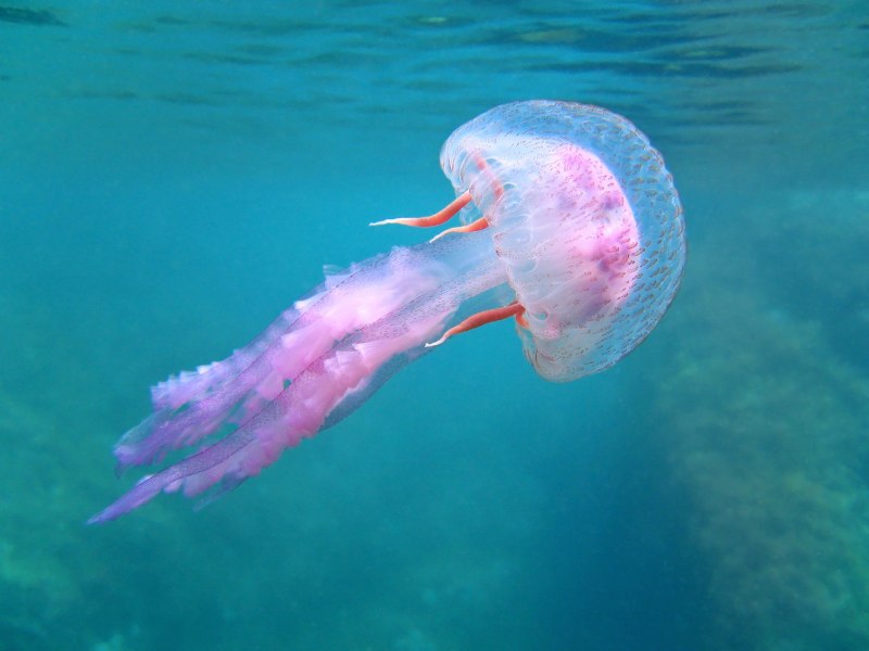 Pelagia Noctiluca медуза