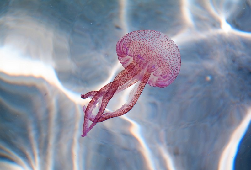 Пелагия ночесветка (Pelagia Noctiluca)