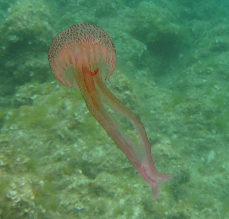Пелагия ночесветка (Pelagia Noctiluca)