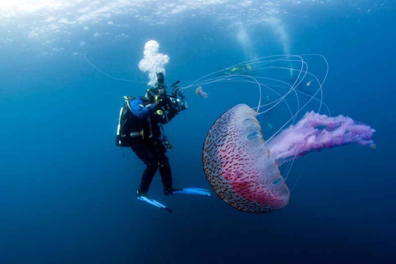 Pelagia Noctiluca медуза