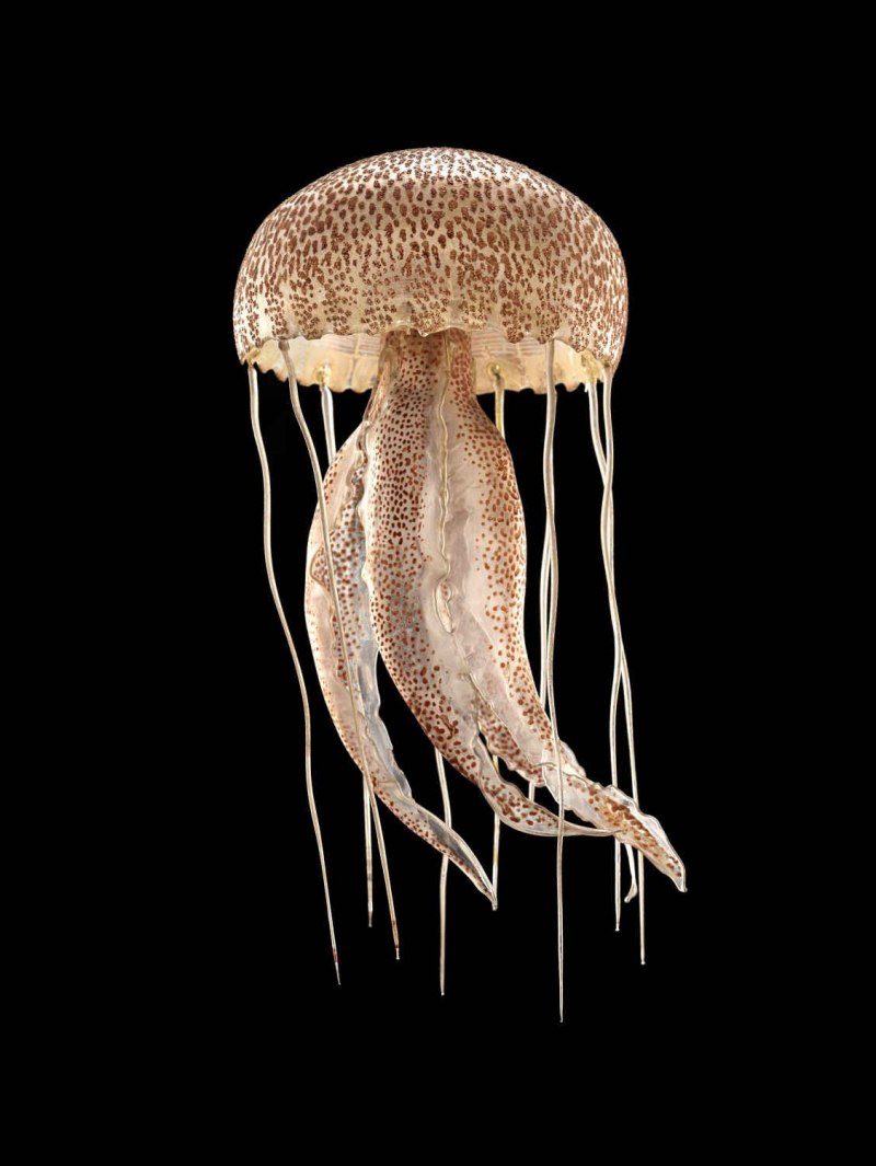 Pelagia Noctiluca медуза