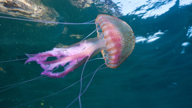 Пелагия ночесветка (Pelagia Noctiluca)