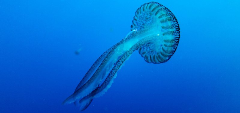 Морское дно медузы