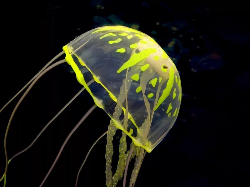 Пелагия ночесветка (Pelagia Noctiluca)