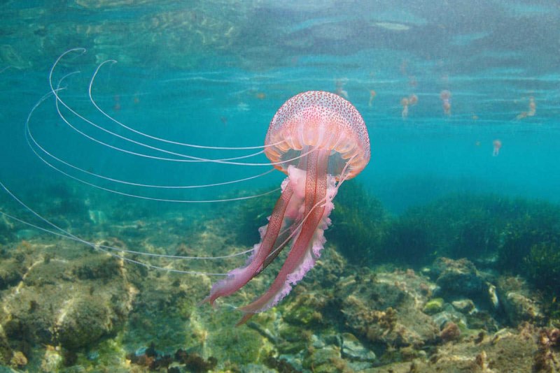 Медузы Эгейского моря