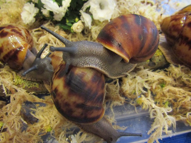 Archachatina marginata