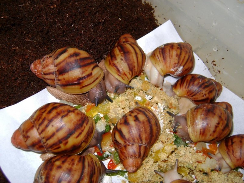 Улитка Архахатина