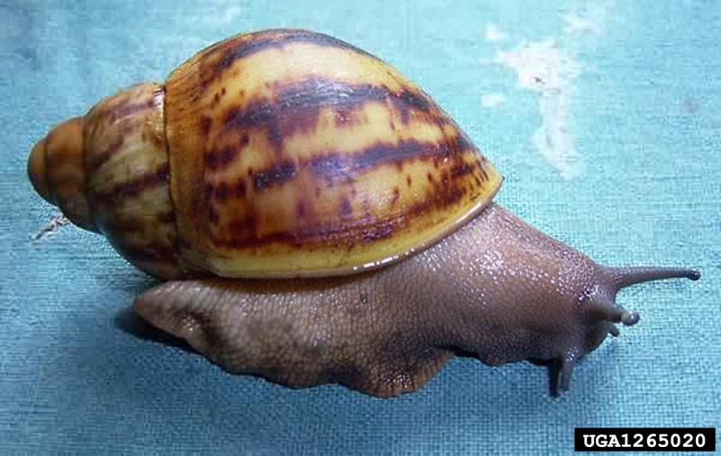 Archachatina marginata var. Ovum