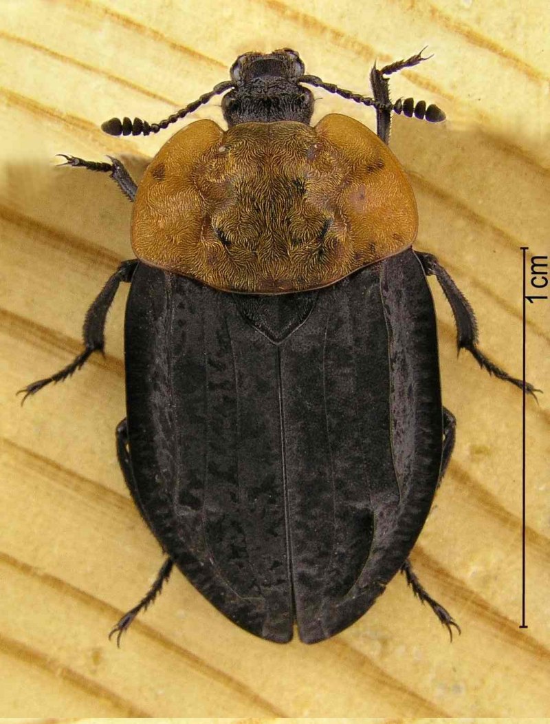 Xylodrepa quadripunctata