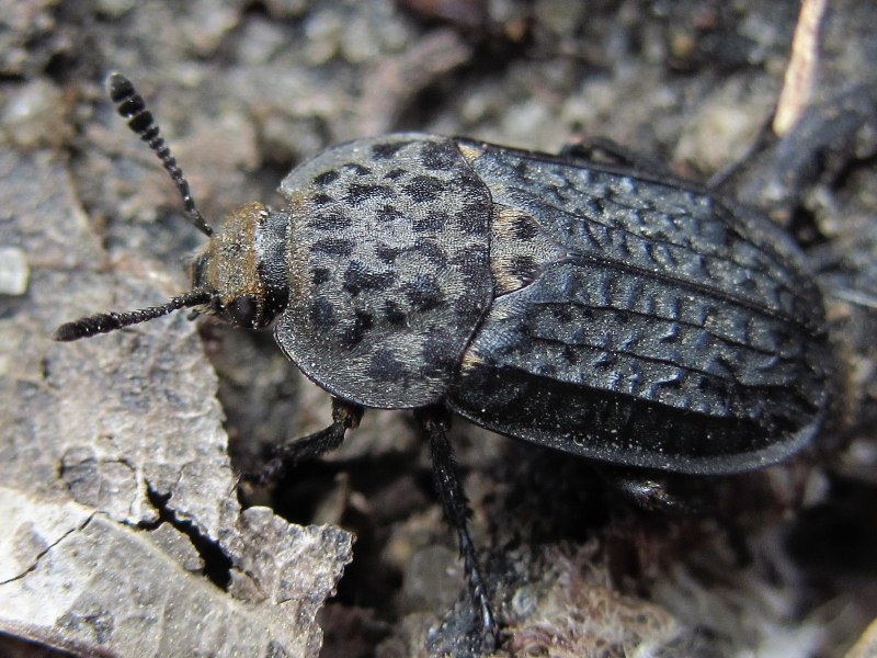 Oiceoptoma subrufum