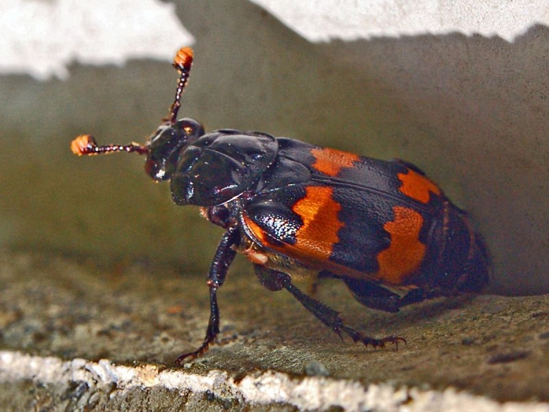 Жук мертвоед Silphidae