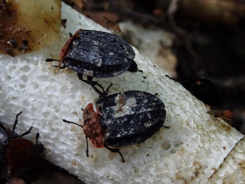 Silpha Obscura Жук