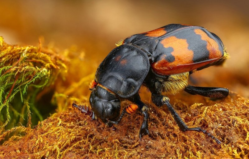 Silpha Obscura Жук