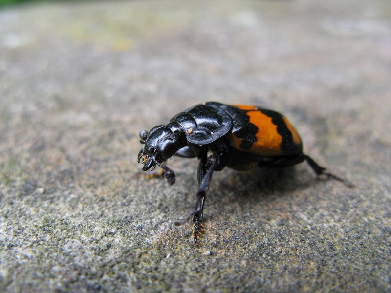 Silphidae мертвоед