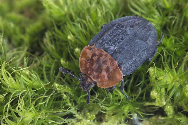 Phosphuga atrata
