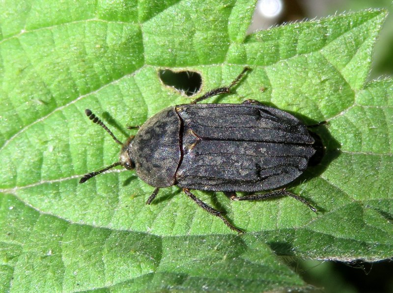 Phosphuga atrata